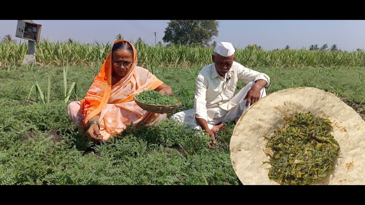 आंबट , तिखट अशी तात्याच्या मळ्यातली खुडलेलीं हरभऱ्याची भाजी खास टिप्स सह बनवा | Village Cooking