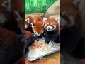 Red pandas the ultimate cuteness overload  shorts buzzbilt