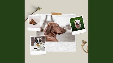 Scintillating Moods for Taking Care of Pups