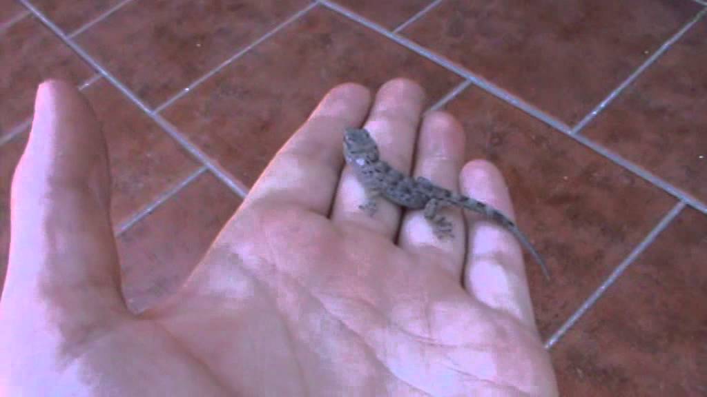 salamander bay A Tiny Tenerife Wall Gecko (Tarentola delalandii) ~ Herping Tenerife Sneak Peek