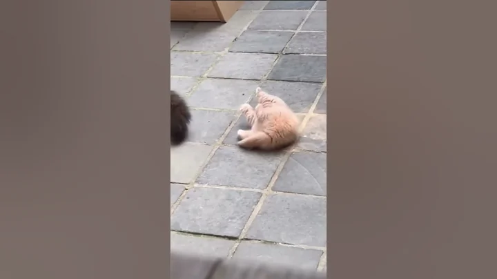 Video 5837761: siamese russian blue cats, abyssinian cat breed, beautiful russian blue cat, beautiful happy cat