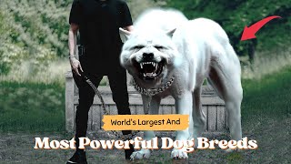 World's Largest and Most Powerful Dog Breeds