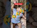 viral video #viral #trending #short video #myvideo #video #new #funny #funnyvideo #masti