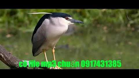 tiếng vạc mồi chuẩn không tạp âm