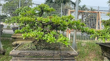 Cây Lộc Vừng Bonsai dáng bay đẹp rẻ ở Bình Dương, Hồ Chí Minh LH 0944353629 #caylocvung