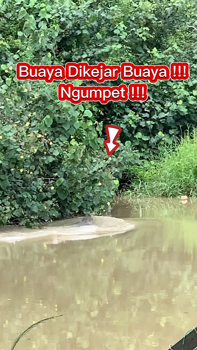 Buaya Dikejar Buaya !!! Ngumpet Di Balik Pohon !!!