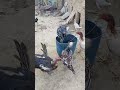 Morning Fun with the Chickens 🐔🌅 ✅#VillageLife#Chickens#shorts #youtubeshorts