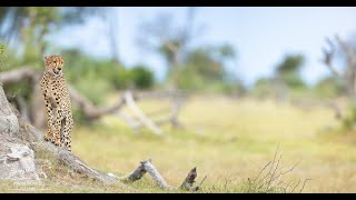 Machaba and Gomoti Plains Photographic Safari  March 2024