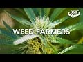 Weed Farming The California Way