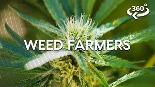 Weed Farming The California Way by Seeker VR 120,058 views 7 years ago 5 minutes, 6 seconds