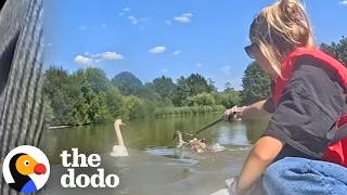 rescuers try save baby swan while mom stays her side dodo