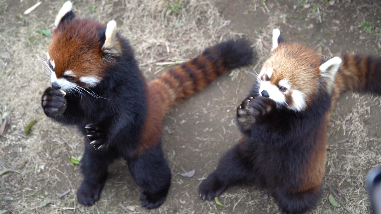 2026.2.22-2.23 Nishiyama Zoo Red Pandas - YouTube