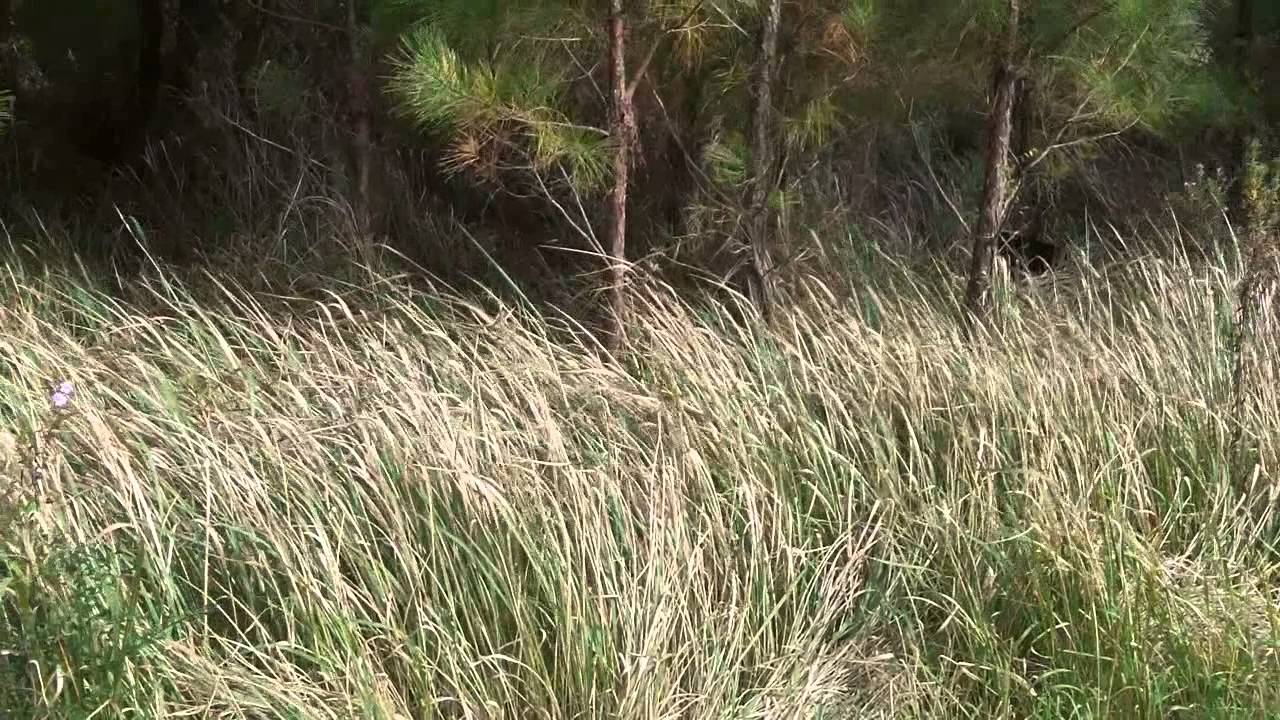 Shed Day at the Toadstead!