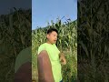 makkai ka kheti........... #funny #funnyvideo #funnyshorts #funnycomedy #funnymemes #gorubathan