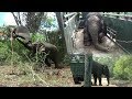 Successfully Trans locating An Aggressive Elephant !