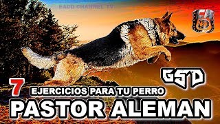 7 Ejercicios para perros Pastor Alemán y Cuidado con la Displasia de cadera  ☠