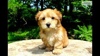 Morkie Facts  Puppies and Full Grown Dogs