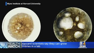 Harvard scientists say they can grow ovaries in a lab