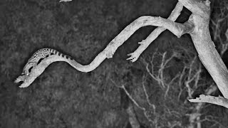 Watch This Genets Amazing Tree Climb