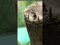 Wild Animal Photoshop Speed Edit with Fauna Fables #photoshop #shorts