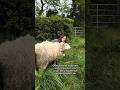 Welcome to my new series where Five rates songs 🐏🌞