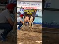 Pdfa Mela 2025 Cow Milking Time Varinderfarmer Farming Pdfa Cow 