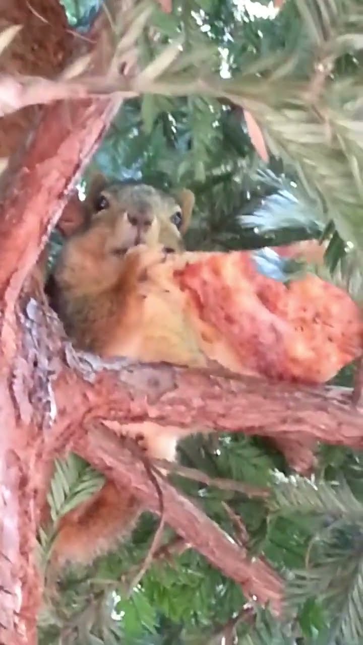 Squirrel Takes Full Slice Of Pizza || ViralHog