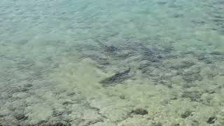 BABY REEF SHARK NURSERY HERON ISLAND AUSTRALIA