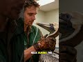 He Found a Pelican With a Hook Through Its Throat. Three Surgeries Later, It Wouldn't Leave Him