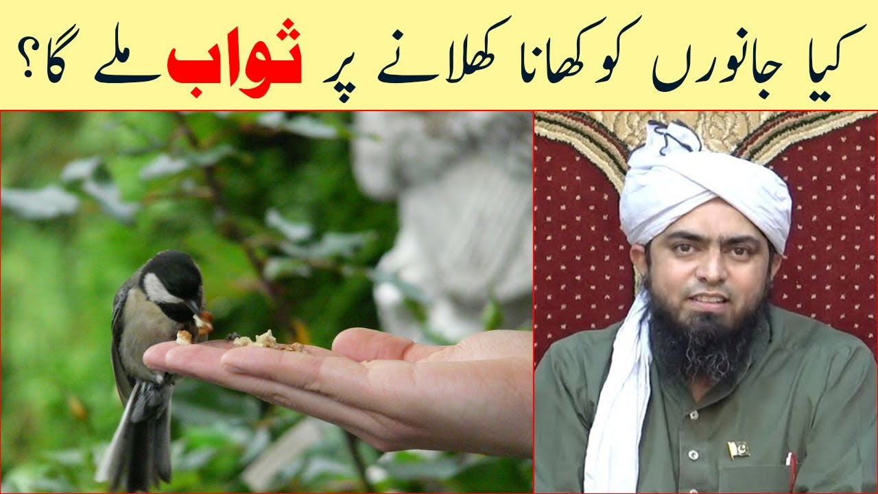 Prindon Ko Khana Khilany Par Sawab | Engineer Muhammad Ali Mirza