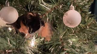 Cats, Kittens & Christmas tree