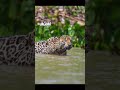 Jaguar Paw Grip - Lord Yusef The Great (Short #2)