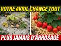 PAILLEZ UNE FOIS EN AVRIL! Vos fraisiers n'ont plus besoin d'arrosage ni de traitement.