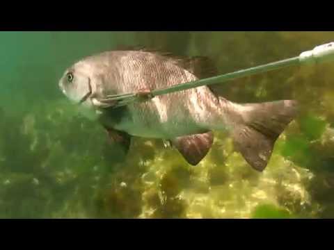 Pleasant afternoon spearfishing Portsea.