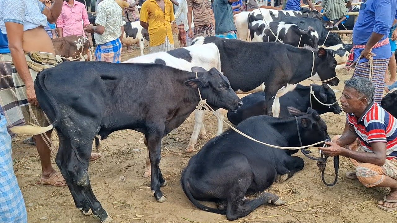 ২৮ ফেব্রুয়ারি 2026| বিক্রেতাদের মন খারাপ দাম কমেছে ফ্রিজিয়ান জাতের ষাঁড় বাছুর গরুর | আফতাবগঞ্জ হাট