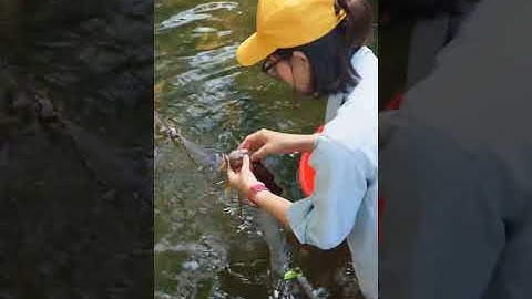 Chị Thơ Đi Giăng Lưới Bắt Được Rất Nhiều Cá Suối