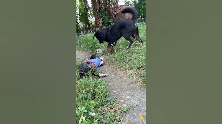 Video 9964411: stray cat, thai cat, cat vs dog, play fighting, meow