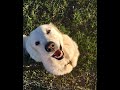 Funny, chatting with the Livestock Guardian Dogs, by Michael