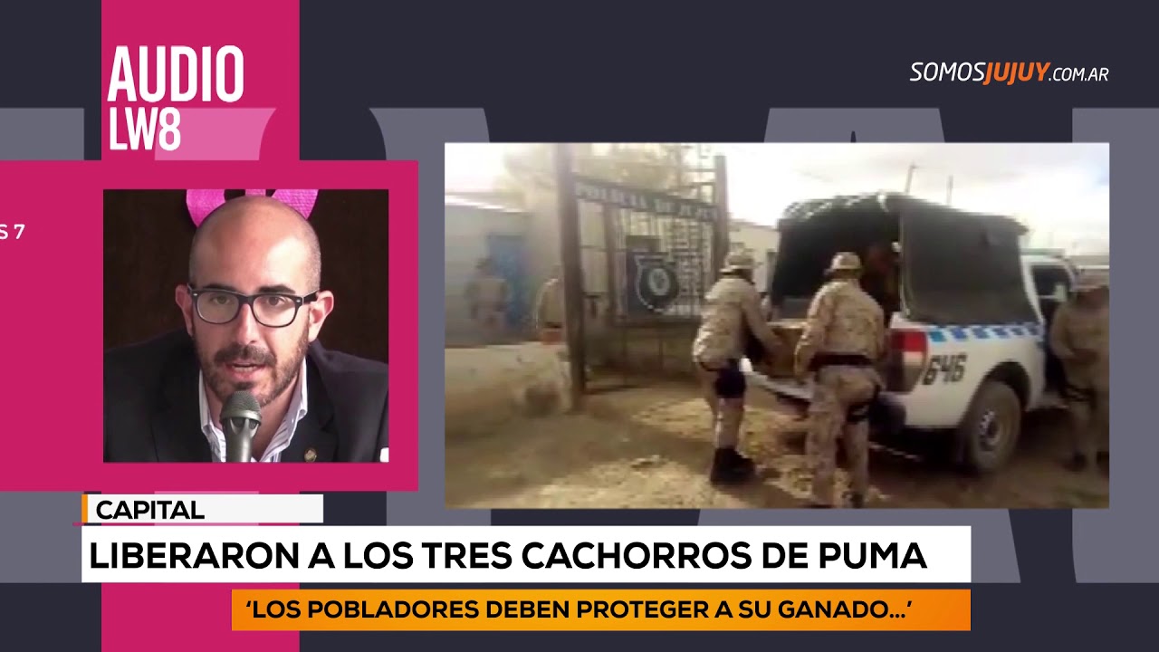 Hallaron a tres cachorros de puma que se encontraban sueltos en Yavi actualidad cientifica