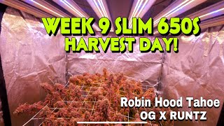 WOCHE 9 SLIM 650S ERNTETAG - Robin Hood Tahoe OG x Runtz