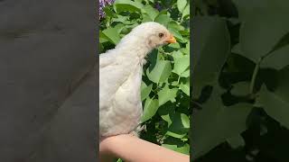 Shick 🐥🙄💜 #oldies shicken #animals # days