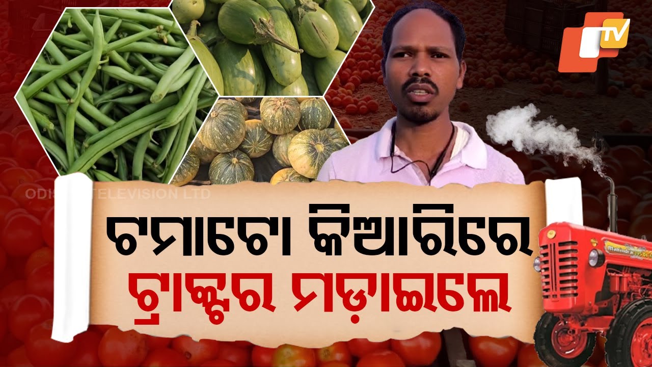 Special Story: Farmer Destroys Tomato Crop Due to Plummeting Prices in Sundargarh