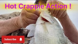 Catching more crappie on the livescope ! #livescope #fishing #crappie