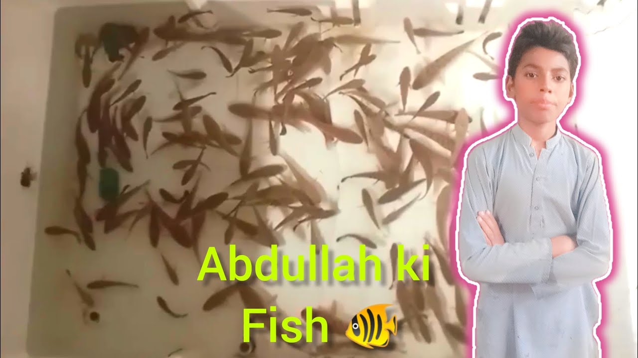 Abdullah ki fish 🐟 - YouTube
