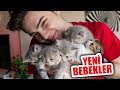 KEDİM DOĞUM YAPTI (Bir sürü bebekk..)