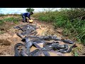 amazing fishing! a lots of fish in my village in field catch by hand (top 5 videos)