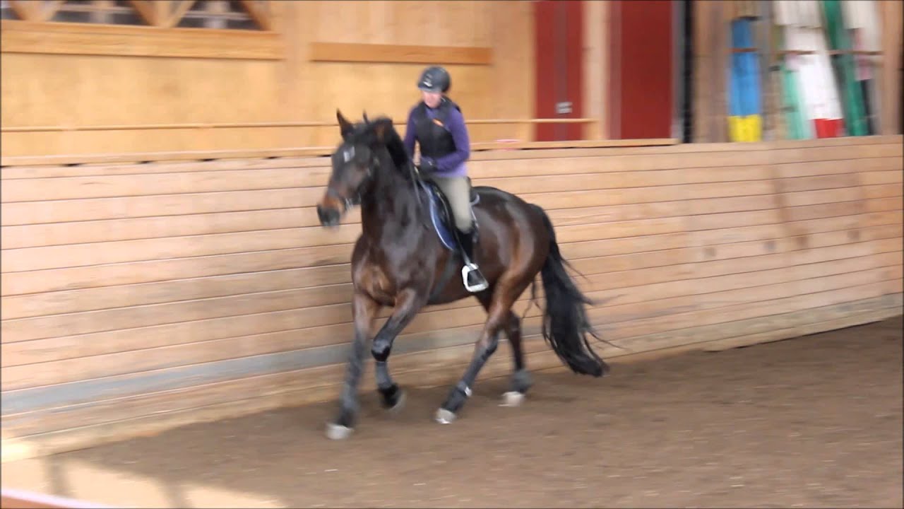 Skritt-trav-skritt-galopp, februari 2016