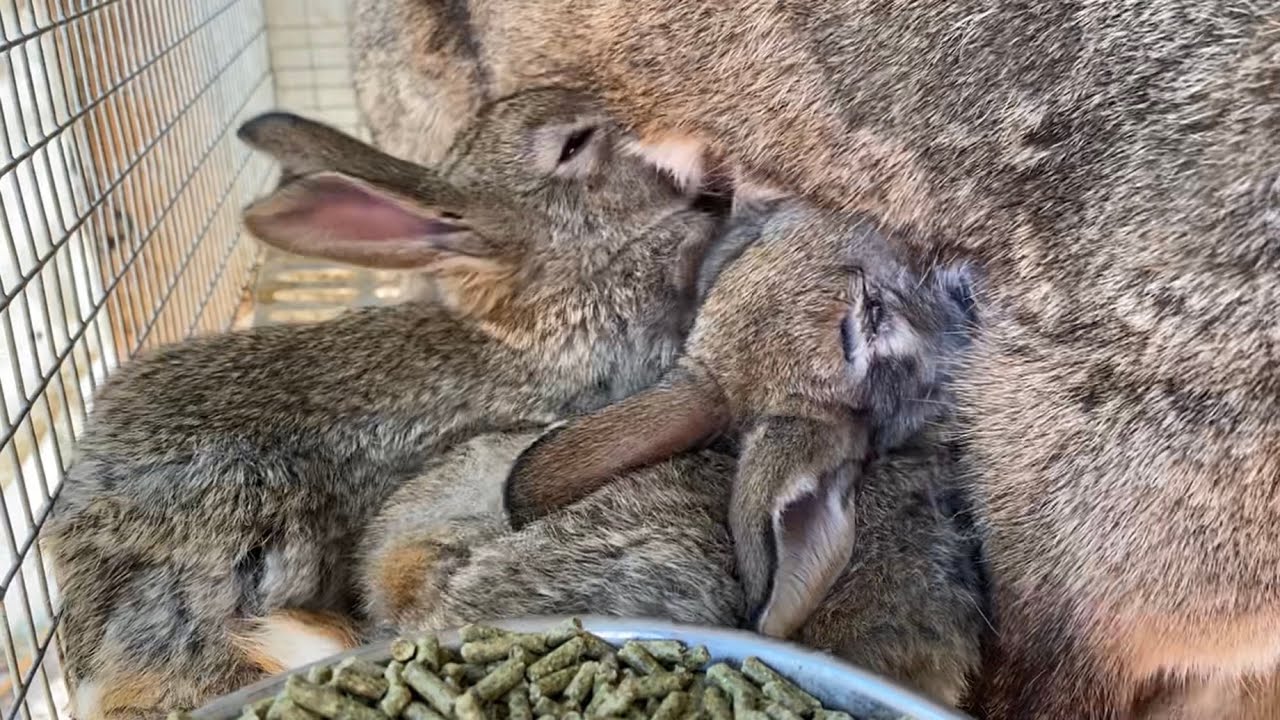 Baby Bunnies Nursing on their Mother YouTube
