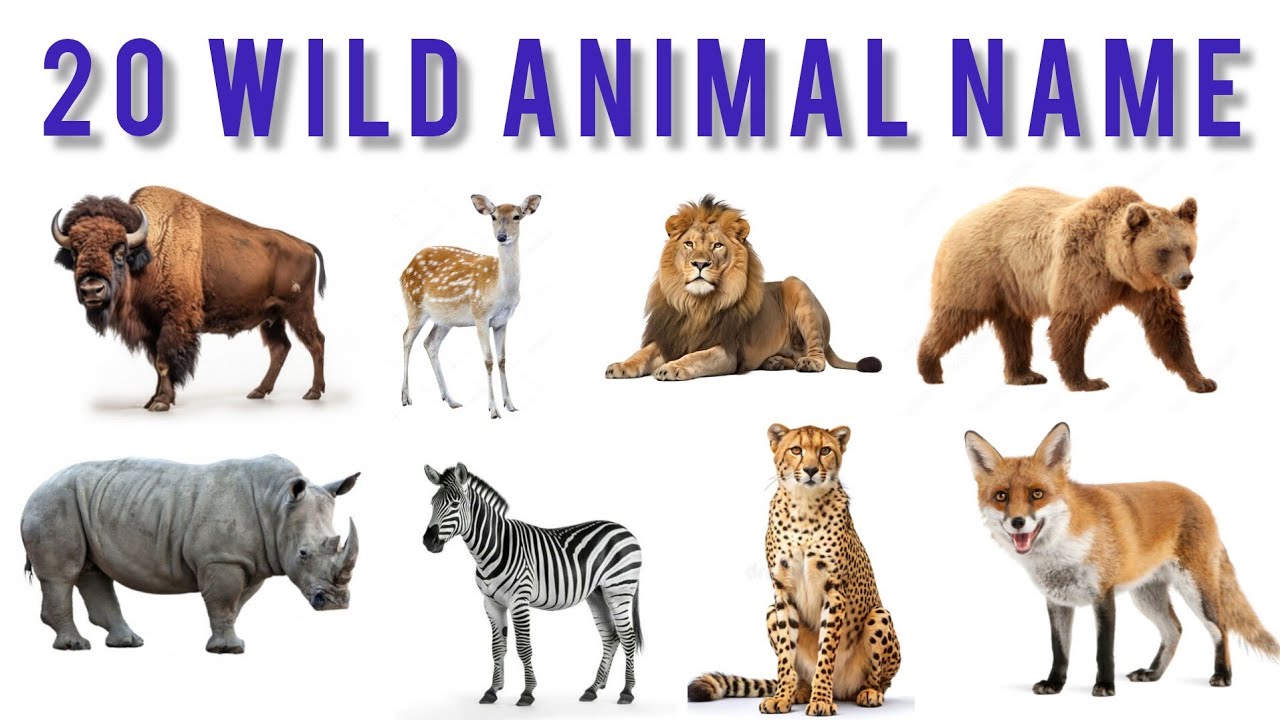Learn 20 wild animals for kids | Fun jungle animals name in English ...