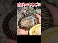 アワビのお刺身(偽)はこれで造る #shorts
